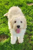 Finn, a male Miniature Goldendoodle for sale in Richland, WA – 3 of 10