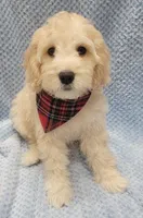 Finn, a male Miniature Goldendoodle for sale in Richland, WA – Photo 5 of 8