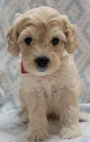 G2 Red Scarf, a male Miniature Goldendoodle for sale in Richland, WA – Photo 7 of 10