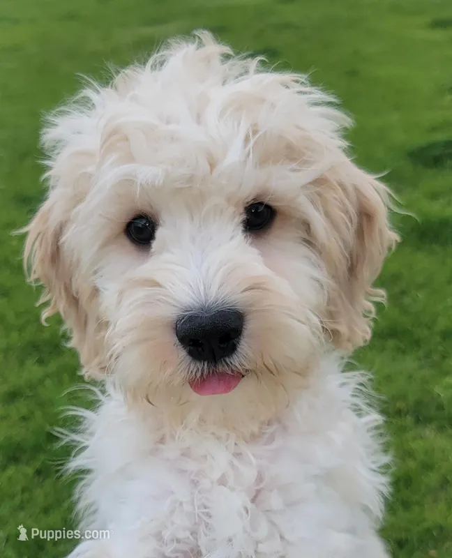 Finn – Miniature Goldendoodle puppy for sale in Richland, WA