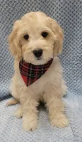 Finn, a male Miniature Goldendoodle for sale in Richland, WA – Photo 7 of 8