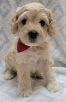 G2 Red Scarf, a male Miniature Goldendoodle for sale in Richland, WA – Photo 9 of 10