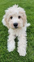 Finn, a male Miniature Goldendoodle for sale in Richland, WA – 10 of 10