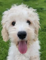 Finn, a male Miniature Goldendoodle for sale in Richland, WA – 5 of 10
