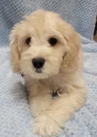 Finn, a male Miniature Goldendoodle for sale in Richland, WA – Photo 6 of 8