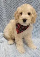 Finn, a male Miniature Goldendoodle for sale in Richland, WA – Photo 1 of 8