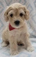 G2 Red Scarf, a male Miniature Goldendoodle for sale in Richland, WA – Photo 8 of 10