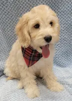 Finn, a male Miniature Goldendoodle for sale in Richland, WA – Photo 4 of 8