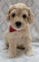 G2 Red Scarf, a male Miniature Goldendoodle for sale in Richland, WA – Photo 6 of 10