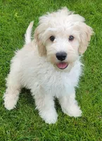Finn, a male Miniature Goldendoodle for sale in Richland, WA – 8 of 10