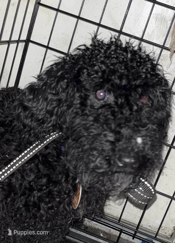 Midnight  – Sheepadoodle puppy for sale in New Boston, PA