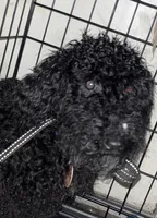 Midnight , a male Sheepadoodle for sale in New Boston, PA – Photo 1 of 2