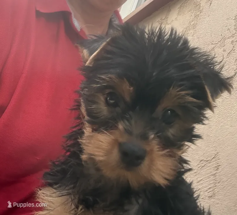 Madeline (mom of puppy) Was 2023 AKC #1 Winning Female in the  U.S. – Yorkshire Terrier puppy for sale in San Diego, CA