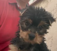 Madeline (mom of puppy) Was 2023 AKC #1 Winning Female in the  U.S., a female Yorkshire Terrier for sale in San Diego, CA – 1 of 8