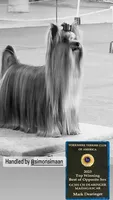 Madeline (mom of puppy) Was 2023 AKC #1 Winning Female in the  U.S., a female Yorkshire Terrier for sale in San Diego, CA – 4 of 8