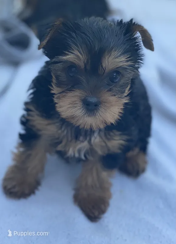 Mom -2023 AKC #1 Winning Female in the  U.S. GCHB Dearinger Madagascar – Yorkshire Terrier puppy for sale in San Diego, CA