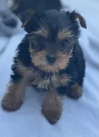 Mom -2023 AKC #1 Winning Female in the  U.S. GCHB Dearinger Madagascar, a male Yorkshire Terrier for sale in San Diego, CA – 1 of 1