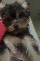 Mom -2023 AKC #1 Winning Female in the  U.S. GCHB Dearinger Madagascar, a female Yorkshire Terrier for sale in San Diego, CA – 1 of 6