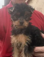 Madeline (mom of puppy) Was 2023 AKC #1 Winning Female in the  U.S., a female Yorkshire Terrier for sale in San Diego, CA – 2 of 8