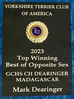 Madeline (mom of puppy) Was 2023 AKC #1 Winning Female in the  U.S., a female Yorkshire Terrier for sale in San Diego, CA – 7 of 8