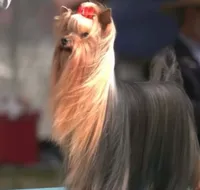 Madeline (mom of puppy) Was 2023 AKC #1 Winning Female in the  U.S., a female Yorkshire Terrier for sale in San Diego, CA – 8 of 8