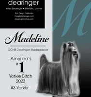 Madeline (mom of puppy) Was 2023 AKC #1 Winning Female in the  U.S., a female Yorkshire Terrier for sale in San Diego, CA – 6 of 8