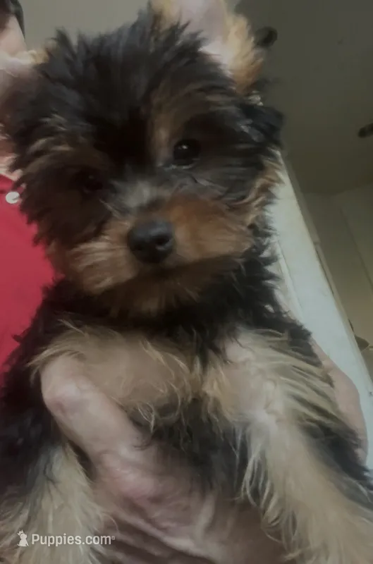 Madeline (mom of puppy) Was 2023 AKC #1 Winning Female in the  U.S. – Yorkshire Terrier puppy for sale in San Diego, CA