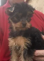 Madeline (mom of puppy) Was 2023 AKC #1 Winning Female in the  U.S., a female Yorkshire Terrier for sale in San Diego, CA – 3 of 8