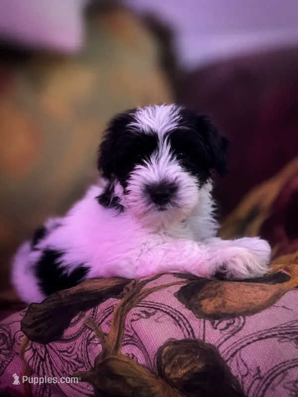 MJ – Miniature Schnauzer puppy for sale in Spotsylvania Courthouse, VA