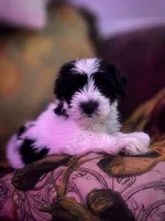 MJ *Weekend  Special*, a male Miniature Schnauzer for sale in Spotsylvania Courthouse, VA – 2 of 6