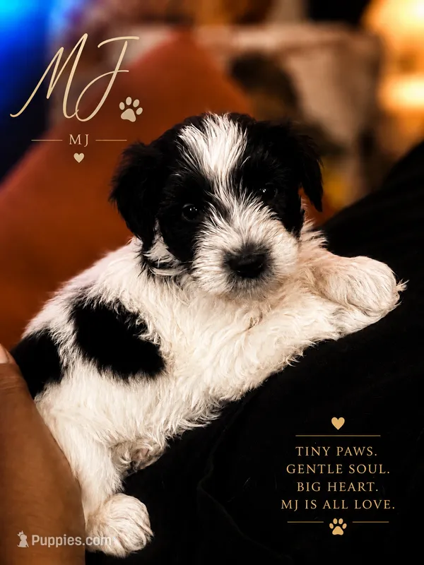 MJ – Miniature Schnauzer puppy for sale in Spotsylvania Courthouse, VA