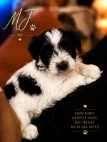 MJ, a male Miniature Schnauzer for sale in Spotsylvania Courthouse, VA – 1 of 1