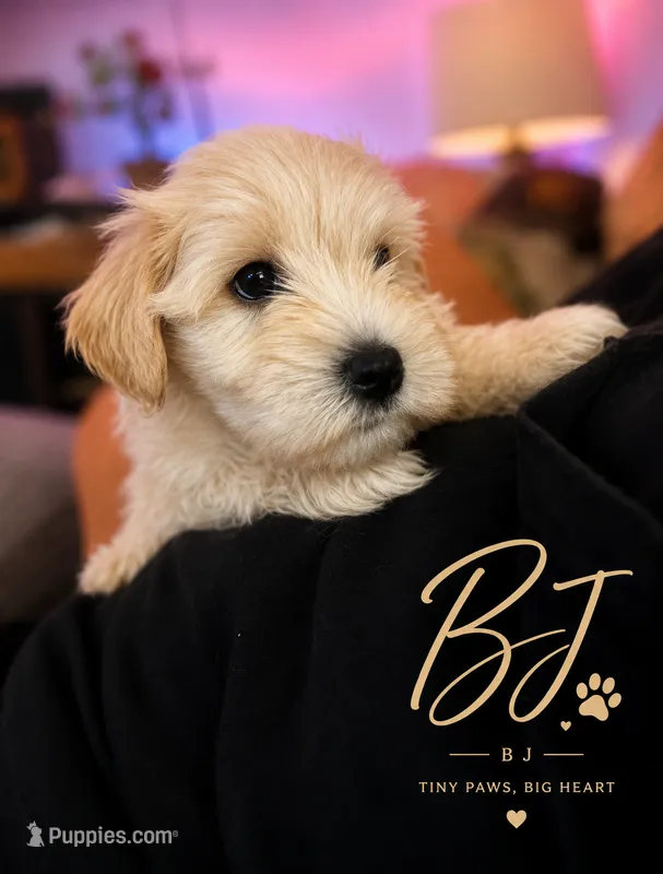 BJ – Miniature Schnauzer puppy for sale in Spotsylvania Courthouse, VA