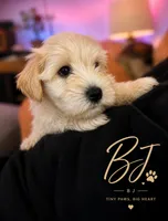 BJ, a male Miniature Schnauzer for sale in Spotsylvania Courthouse, VA – 1 of 1