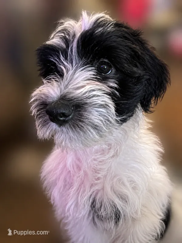 MJ – Miniature Schnauzer puppy for sale in Spotsylvania Courthouse, VA