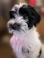MJ *Weekend  Special*, a male Miniature Schnauzer for sale in Spotsylvania Courthouse, VA – 1 of 6