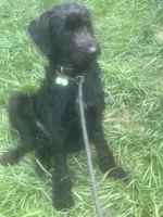 Keesa the Giant, a female Giant Schnauzer for sale in Spotsylvania Courthouse, VA – 3 of 3
