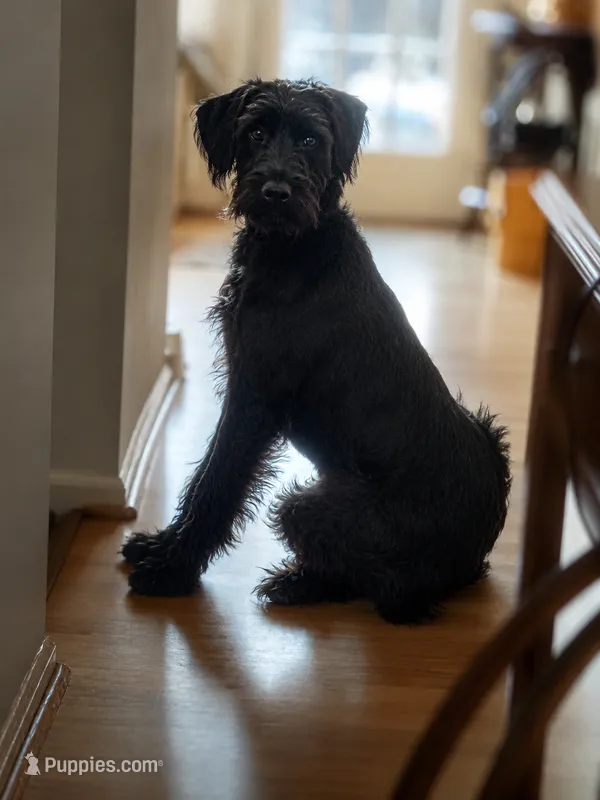 Keesa the Giant – Giant Schnauzer puppy for sale in Spotsylvania Courthouse, VA