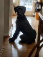 Keesa the Giant, a female Giant Schnauzer for sale in Spotsylvania Courthouse, VA – 1 of 3