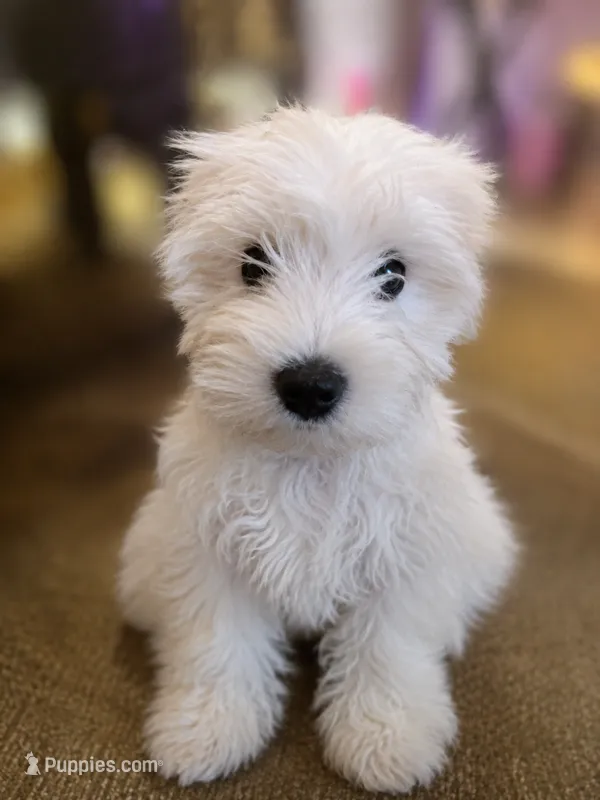 CJ – Miniature Schnauzer puppy for sale in Spotsylvania Courthouse, VA