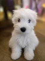 CJ *Weekend Special*, a male Miniature Schnauzer for sale in Spotsylvania Courthouse, VA – 1 of 4
