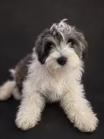 TJ , a male Miniature Schnauzer for sale in Spotsylvania Courthouse, VA – 7 of 7
