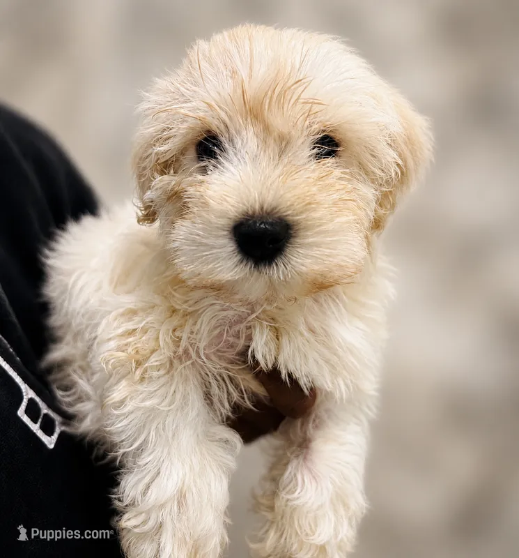 CJ – Miniature Schnauzer puppy for sale in Spotsylvania Courthouse, VA