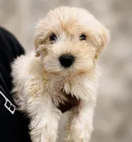 CJ *Weekend Special*, a male Miniature Schnauzer for sale in Spotsylvania Courthouse, VA – 2 of 4