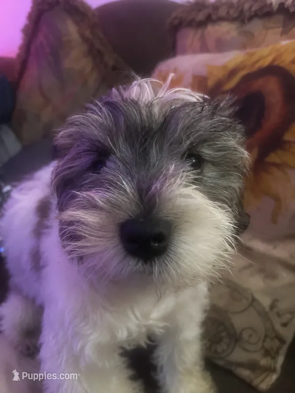 AJ – Miniature Schnauzer puppy for sale in Spotsylvania Courthouse, VA