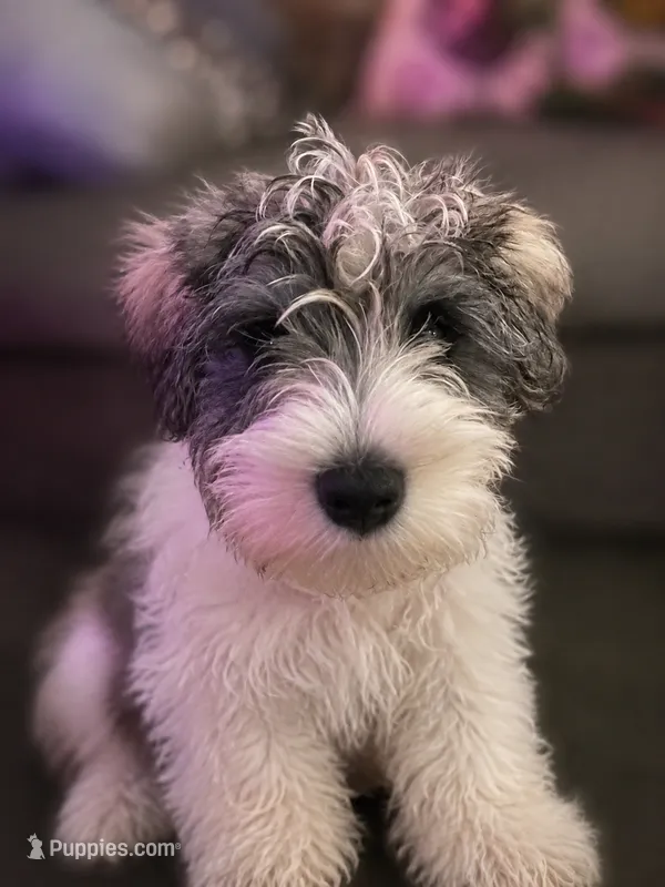 TJ – Miniature Schnauzer puppy for sale in Spotsylvania Courthouse, VA