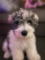 TJ *Weekend Special*, a male Miniature Schnauzer for sale in Spotsylvania Courthouse, VA – 1 of 6