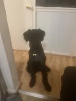 Keesa the Giant, a female Giant Schnauzer for sale in Spotsylvania Courthouse, VA – 2 of 3