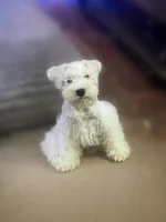 Sir Champ Jr, a male Miniature Schnauzer for sale in Spotsylvania Courthouse, VA – 2 of 8
