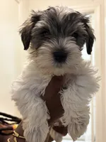 AJ *Weekend Special*, a male Miniature Schnauzer for sale in Spotsylvania Courthouse, VA – 5 of 7